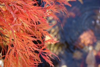 池と紅葉.JPG