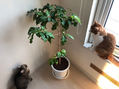 観葉植物と猫.JPG